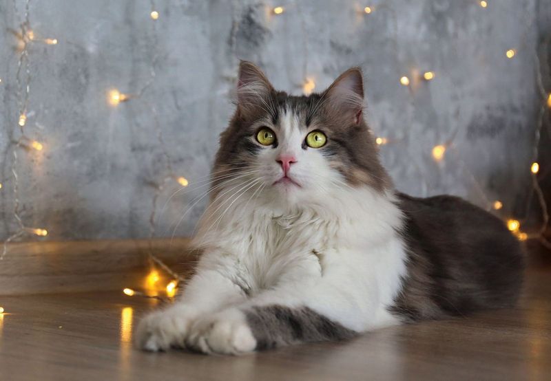 Ragamuffin
