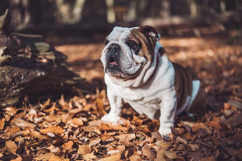 Bulldog (English Bulldog)