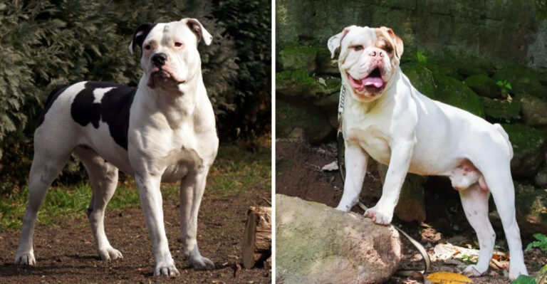 Did You Know These Are All Considered Bulldog Species?