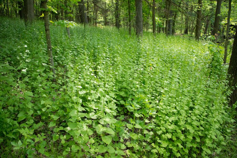 Garlic Mustard: The Forest Floor Thief