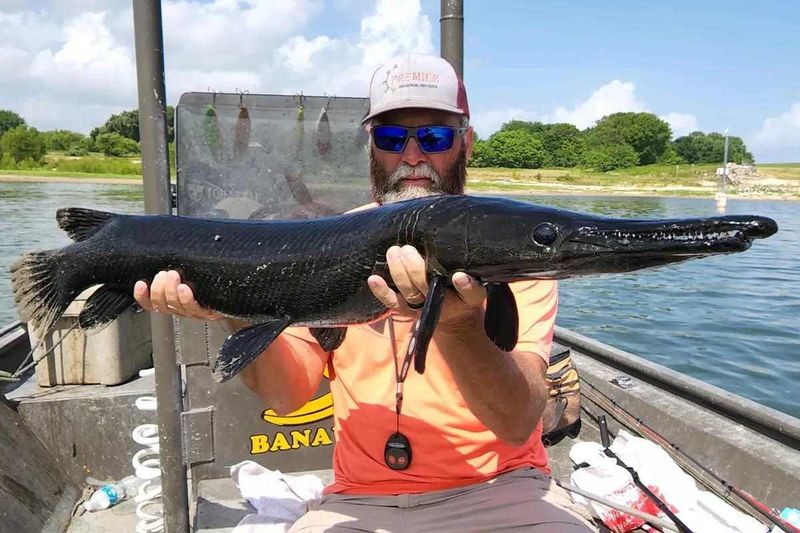 Alligator Gar – 283 lbs, 8 ft (Texas, 2023)