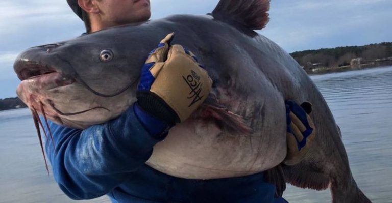 Discover The 15 Largest Fish Ever Caught In U.S. Waters