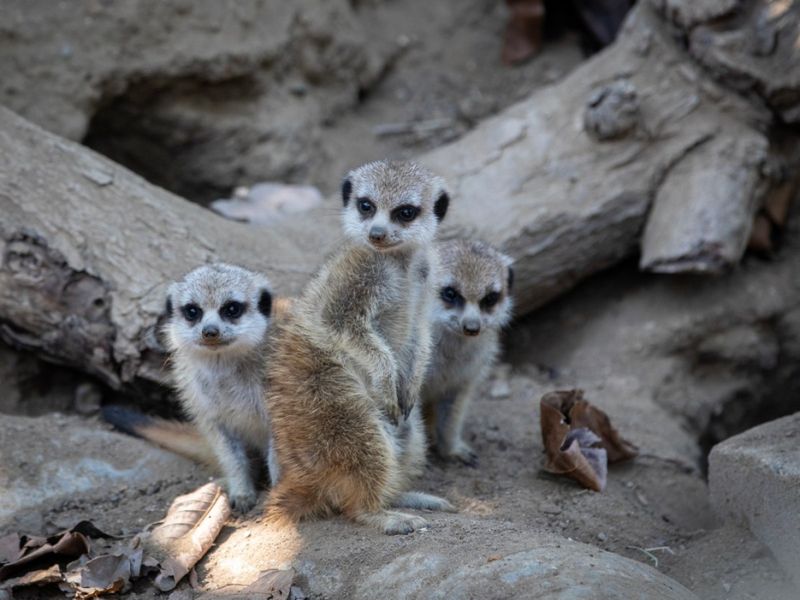 Caring For Each Other's Young