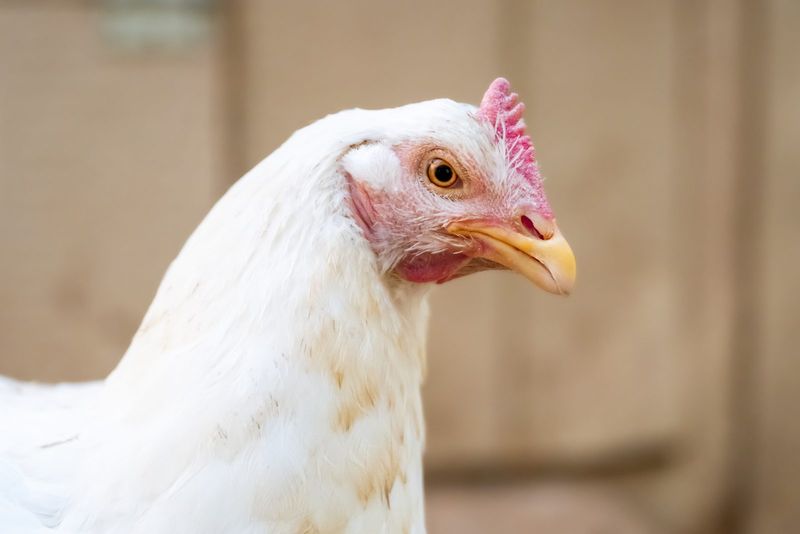 Jessica The Hen Caught A Lucky Escape From The Freeway