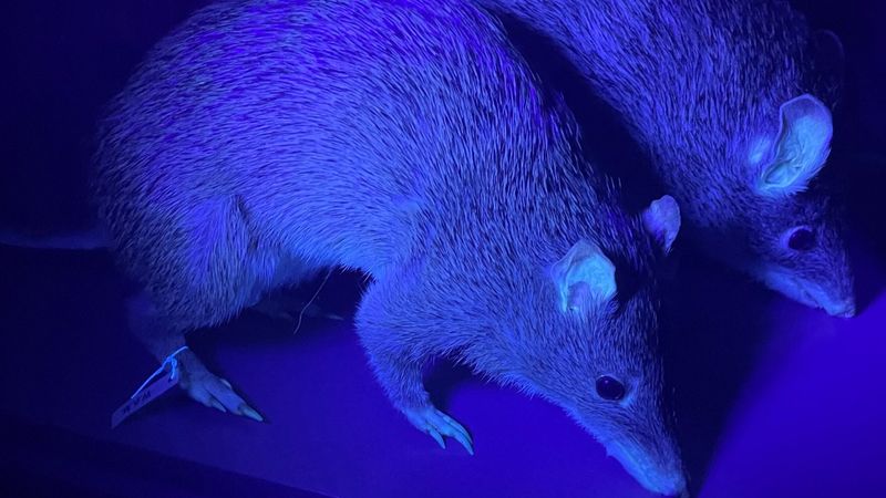 Can Mammals Really Glow Under UV Light?