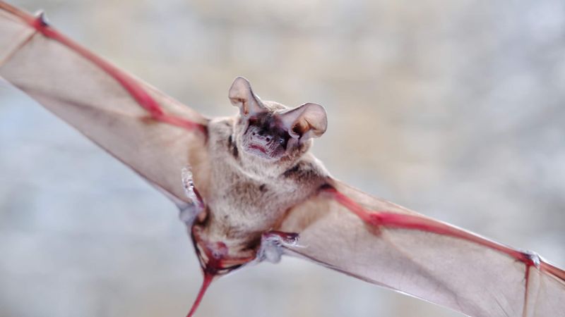 What's The Fastest Mammal On Earth?