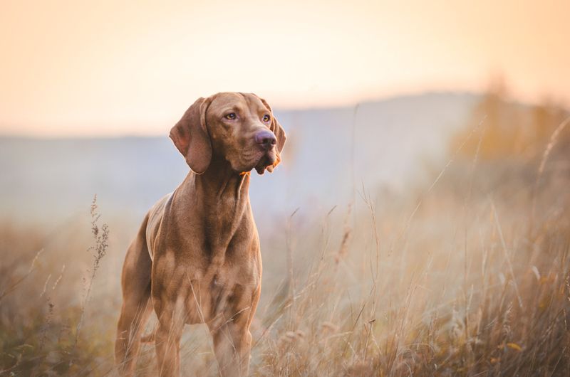 Vizslas, Copper-Coated Florida Favorites