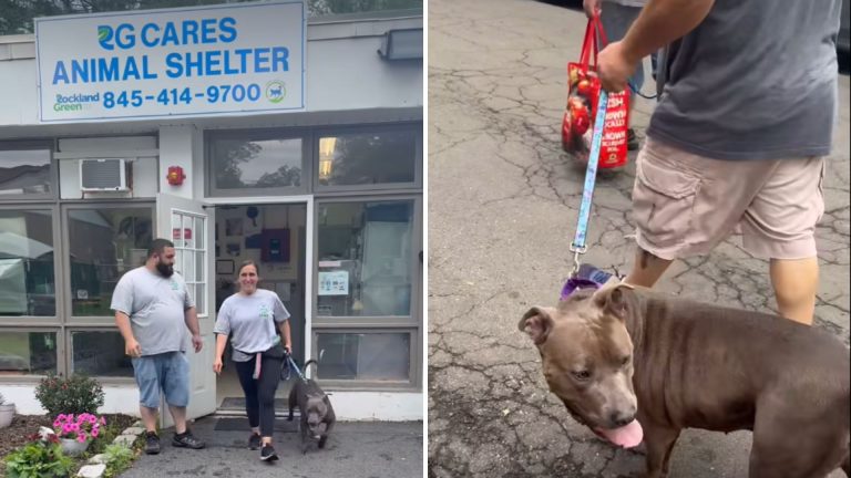shelter dog
