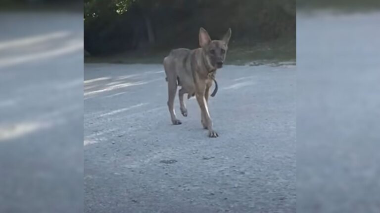 cute dog