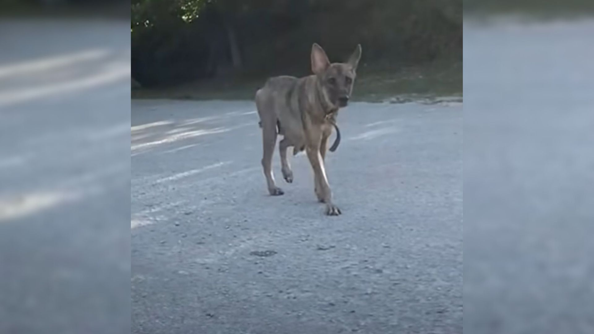 cute dog