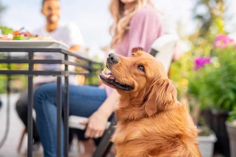 Plenty Of Dog-Friendly Beach Bars