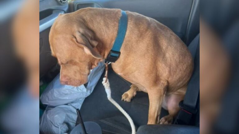 sad dog