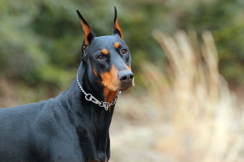 Doberman Pinscher