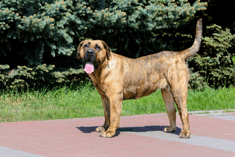 Fila Brasileiro (Brazilian Mastiff)