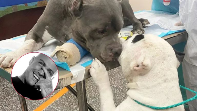 two dogs