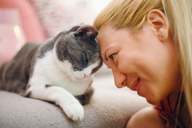 Domestic Cats