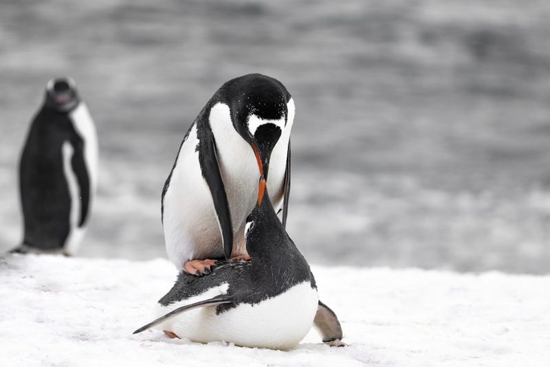 Penguins