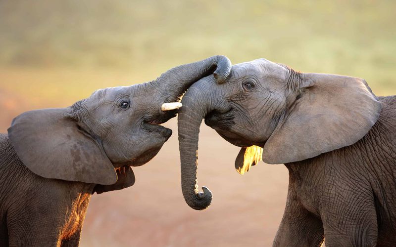 Elephants