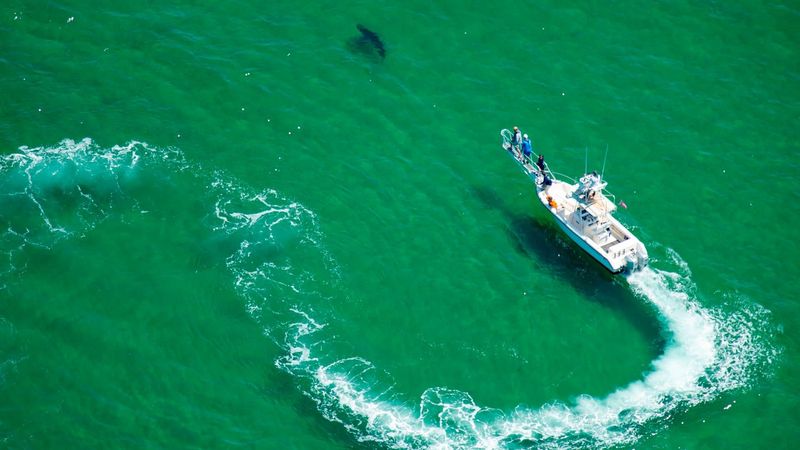 Stay Away From Fishing Boats Or Bait Zones
