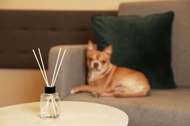 Use Soothing Scents Or Pheromone Products