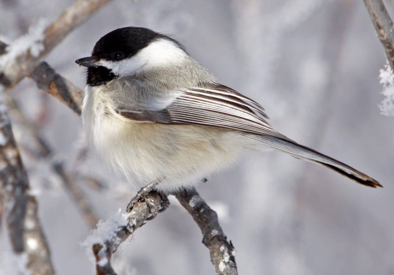 Black-Capped Chickadee