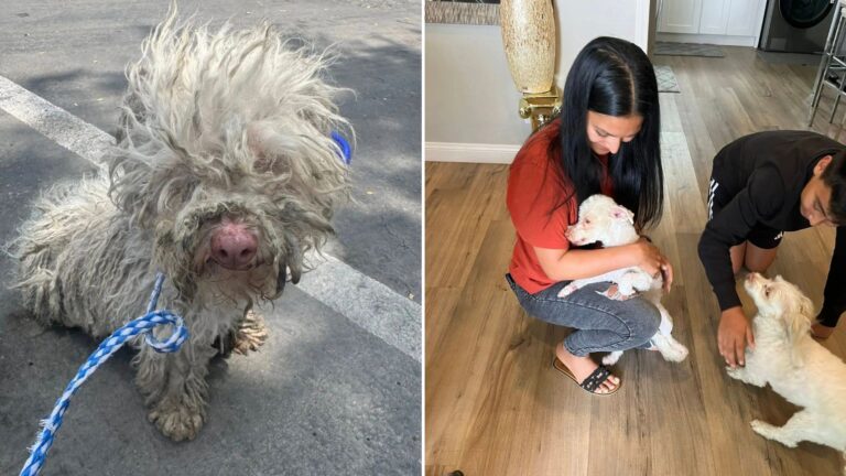 matted dog