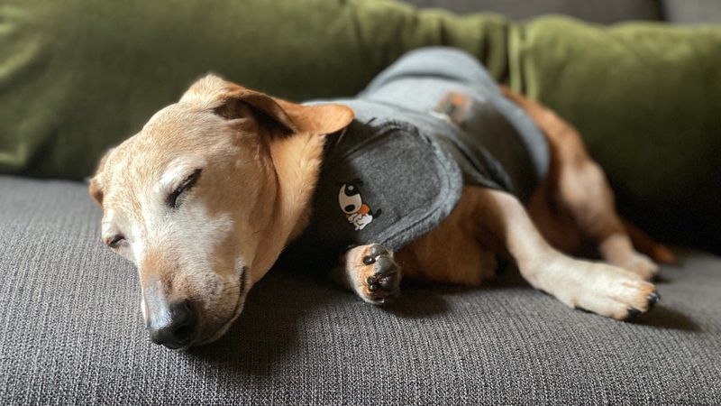 Use A Calming Dog Vest Or Shirt