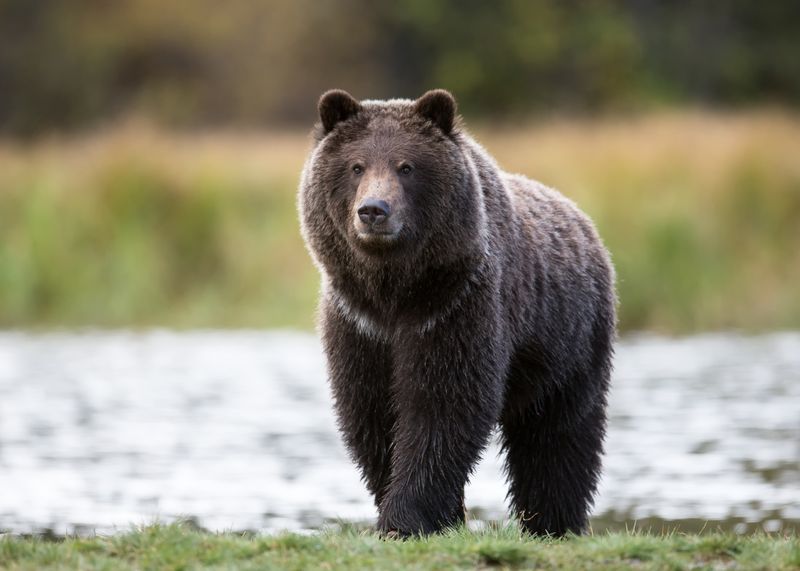 Bear: The Introspective Healer