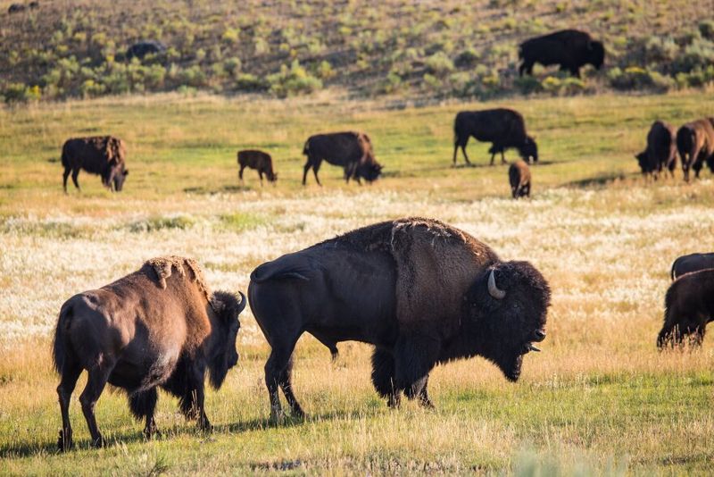 The Establishment Of The Yellowstone Bison Herd