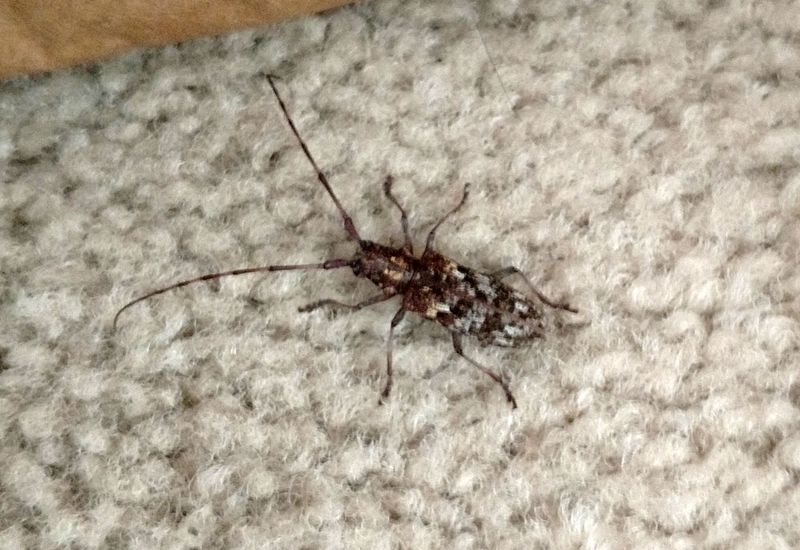 Pine Sawyer Beetle