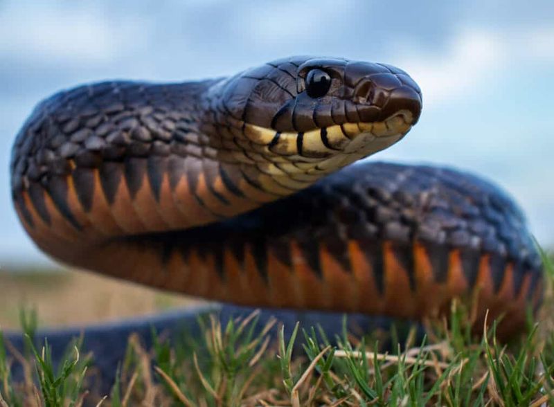 Texas Indigo Snake
