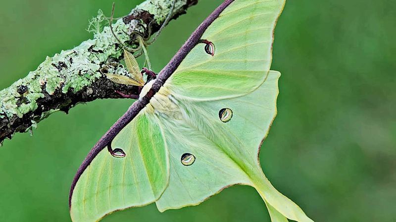 Giant Silk Moths