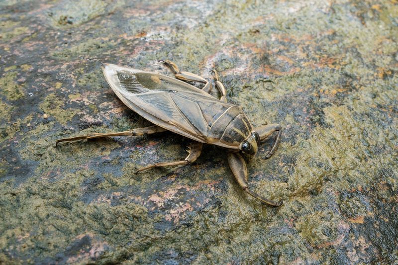 Giant Water Bug