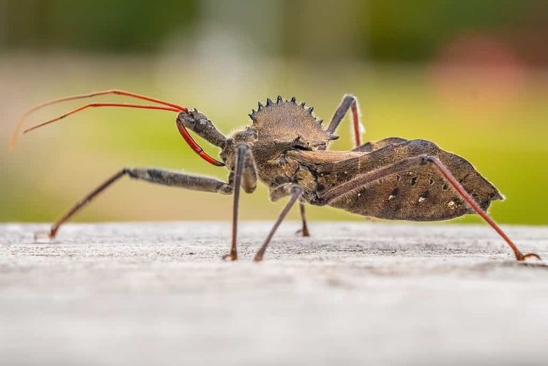 Wheel Bug