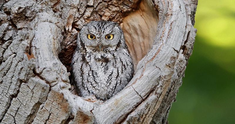Western Screech Owl (Megascops Kennicottii)