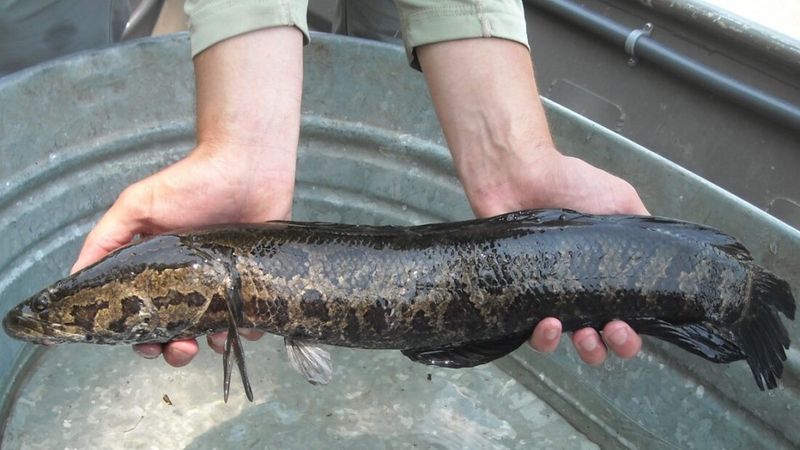 Why The Northern Snakehead Is So Hard To Control
