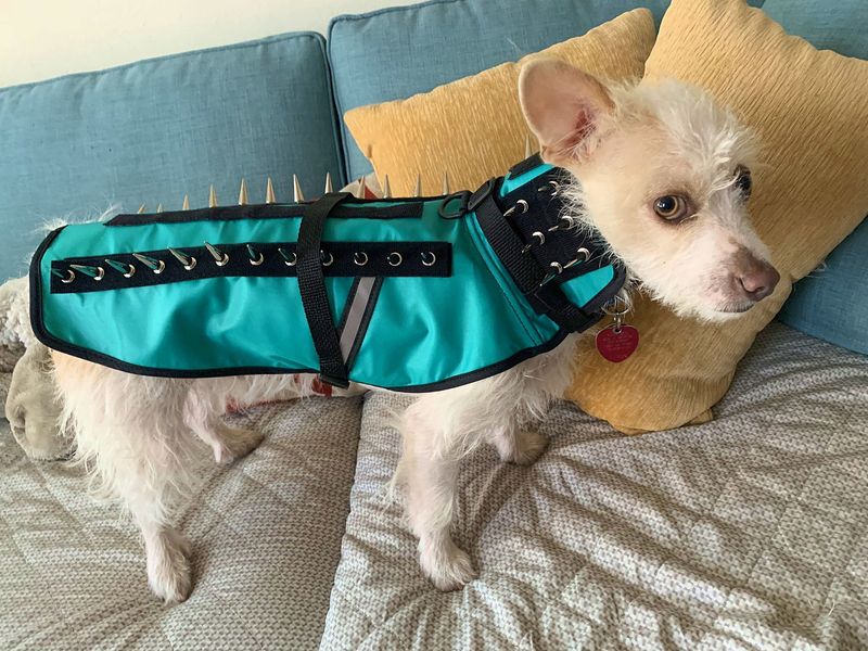 Consider Coyote Vests For Small Dogs