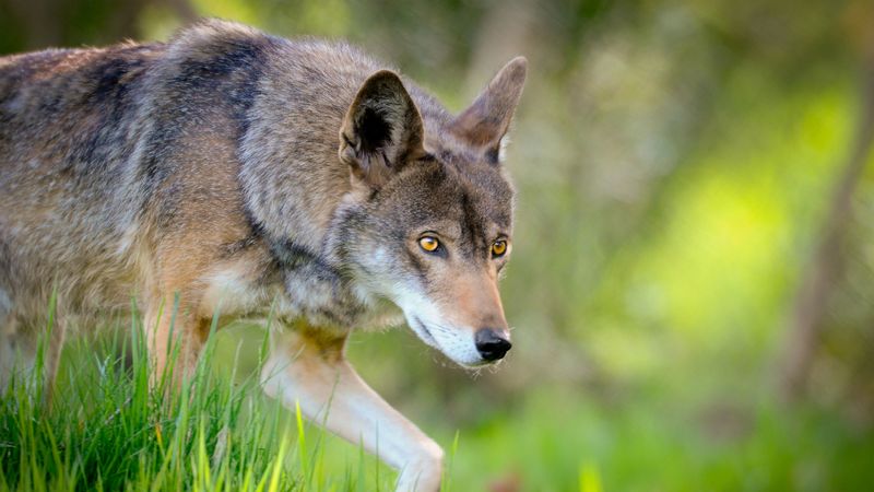 How Many Red Wolves Are Left Today?