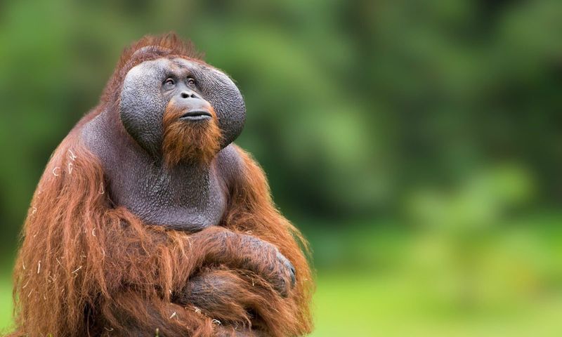 Orangutans