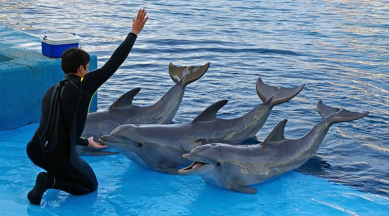 Dolphins