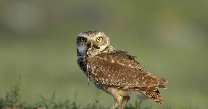 Burrowing Owl (Athene Cunicularia)