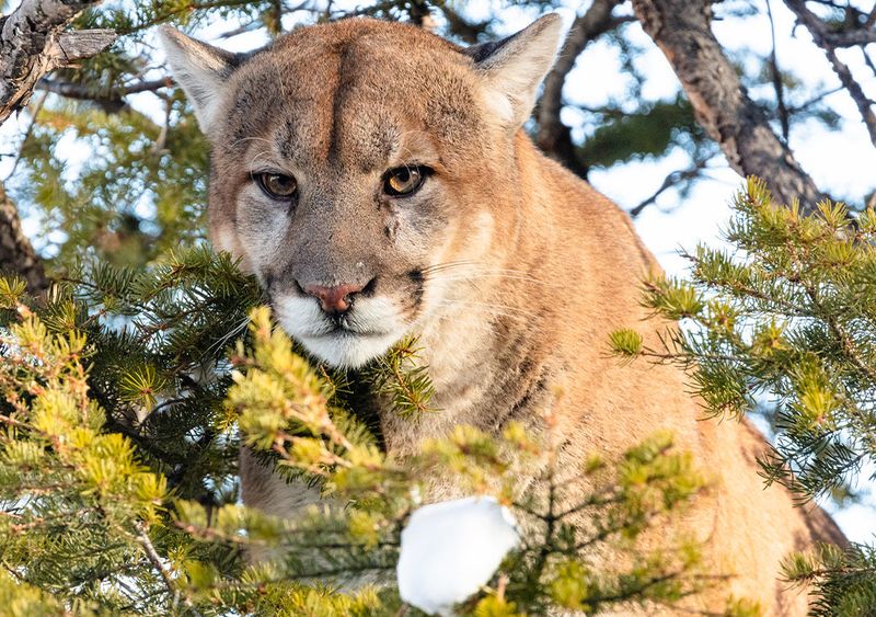 Mountain Lion