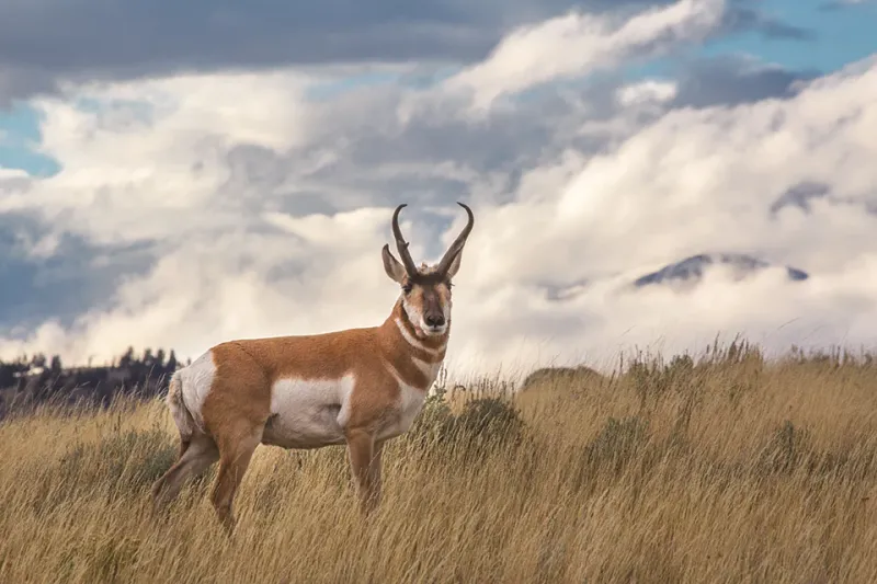 Pronghorn