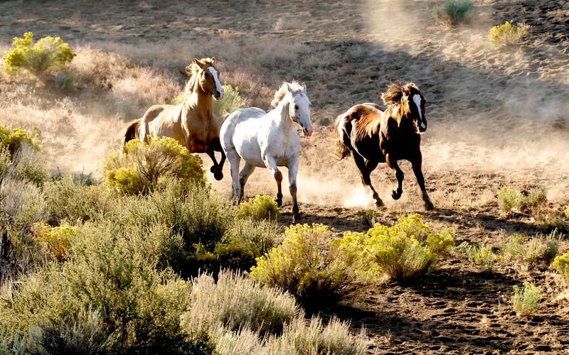 Bureau Of Land Management Herd Areas, Nevada