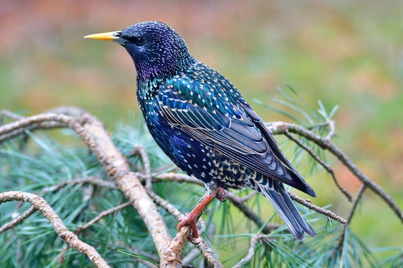 European Starlings: A Shakespearean Mistake