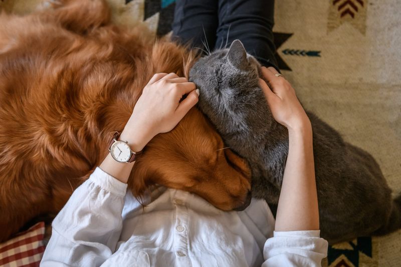 Community Support For Pet Welfare