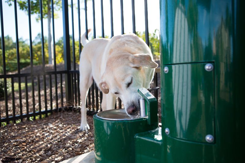 Bring Water And Treats
