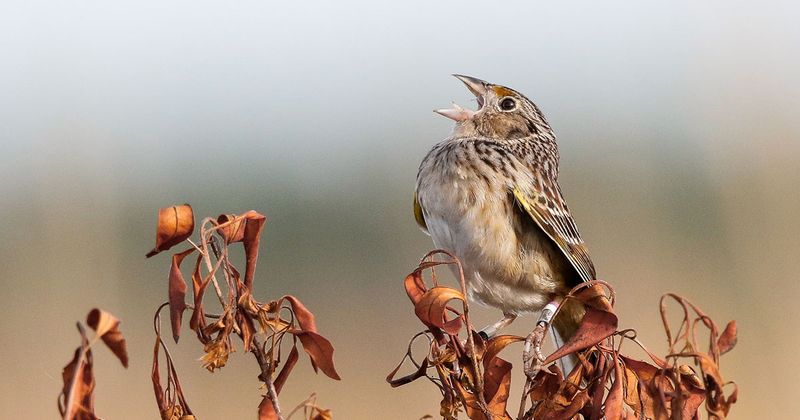 How Scientists Are Helping The Florida Grasshopper Sparrow