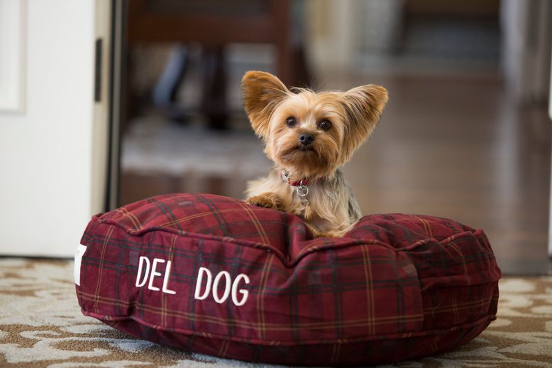 Dog-Friendly Beachfront Hotels And Rentals