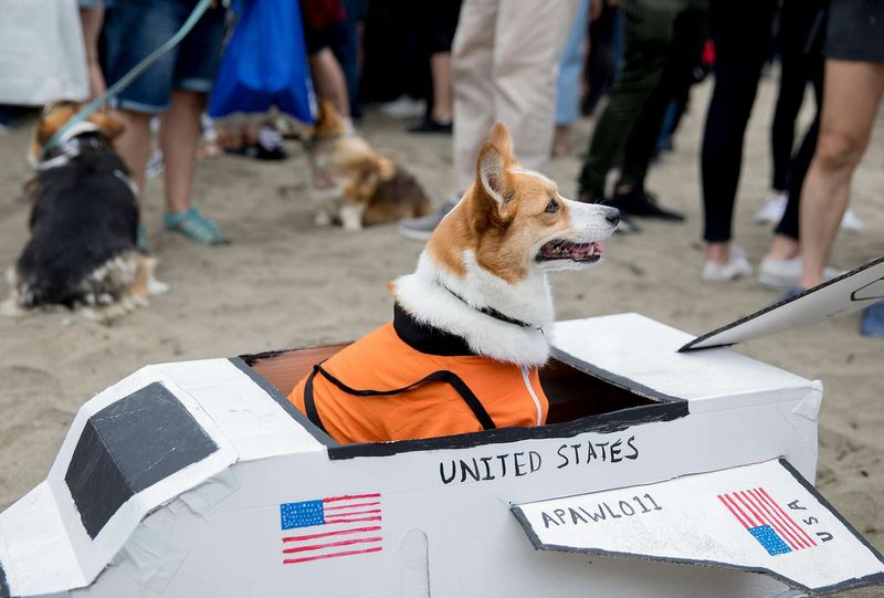 Dog Beach Events And Meetups